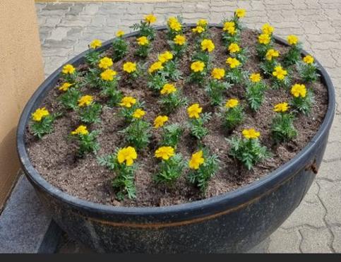 따사로운 봄날, 꽃향기 가득한 초지중학교